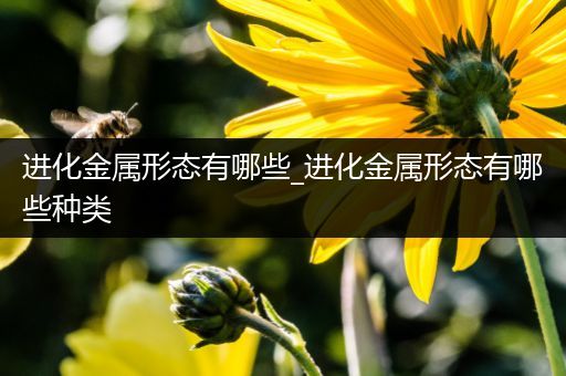 进化金属形态有哪些_进化金属形态有哪些种类