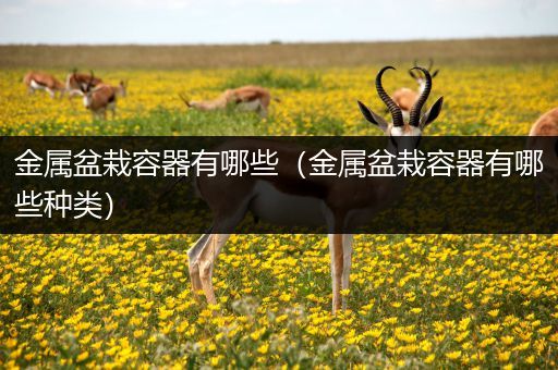 金属盆栽容器有哪些（金属盆栽容器有哪些种类）